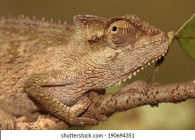 Kwazulu Dwarf Chameleon