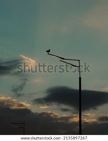 Similar – Lamps and electricity cables on sunset