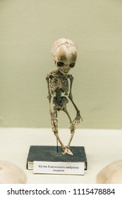 KYIV, UKRAINE - JUNE 16, 2018: National Museum of Natural Sciences of Ukraine. Human baby skeleton, dead child. Infant anatomical ribs. Skull bones.