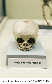 KYIV, UKRAINE - JUNE 16, 2018: National Museum of Natural Sciences of Ukraine. Human infant skull, anatomy skeleton.