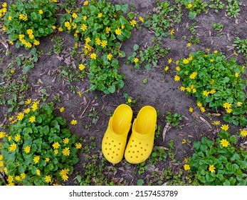 Kyiv, Ukraine -May 2022: Bright Yellow Rubber Crocs. Summer Vacation Trendy Second-hand Shoes And Blooming Yellow Flowers From The Top. Stylish Sandals. Sustainable Fashion Footwear, Reusable Material