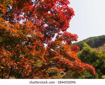 清水寺 紅葉 の画像 写真素材 ベクター画像 Shutterstock