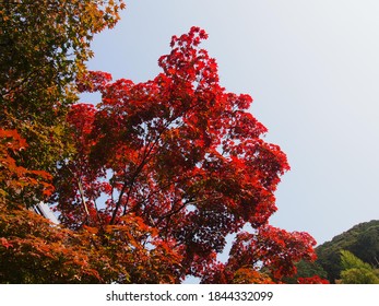 清水寺 紅葉 の画像 写真素材 ベクター画像 Shutterstock