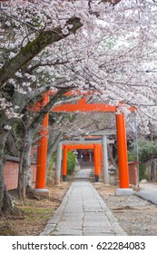 Kyoto Cherry Blossom Or Sakura With Torii Gate, Japan