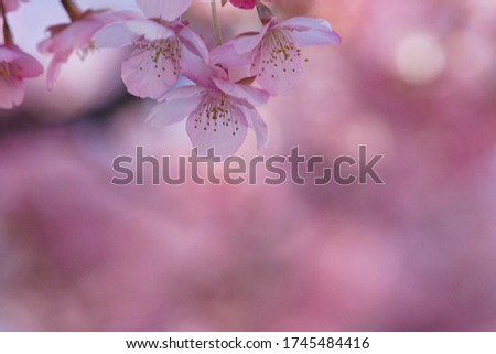 Similar – Blüten des Blauen Mauerpfeffers auf Sardinien