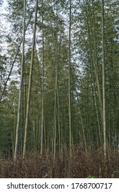 Kyoto Japan 31 Dec 2017. The scenery in the daytime bamboo forest where many visited by tourists, seen a beautiful green bamboo tree