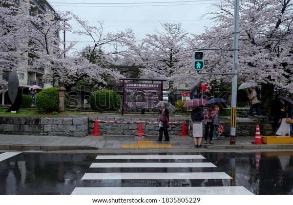 Kyoto, Japan - April 2017:\
Busy street near Philosopher\'s Path at cloudy day after the rain.\
Photo taken at spring where cherry blossom\'s or sakura is blooming\
everywhere