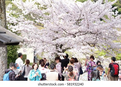 KYOTO, JAPAN- April 6, 2016. The tourists and japanese people were travelling around Kiyomizu-dera, a buddhist temple in eastern Kyoto which is a part of the Historic Monuments of Ancient Kyoto.
