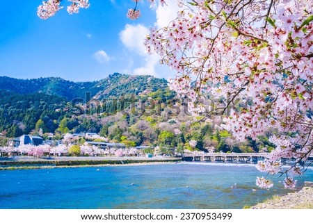 Kyoto, Japan. Arashiyama, Togetsu Bridge and cherry blossoms in full bloom