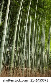 Kyoto, Japan – August 22, 2016: Vertical view of a lush wood of bamboo trees in Shoren-in Buddhist Temple (Shoren-in Monzeki), Gion, Southern Higashiyama