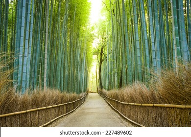 Kyoto, Japan Bamboo Forest.