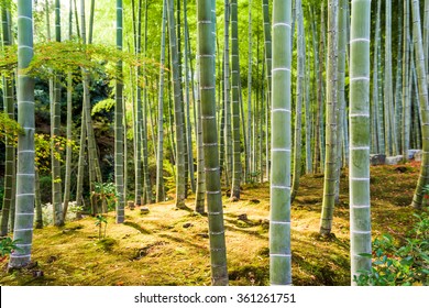 Kyoto, Japan At The Bamboo Forest.