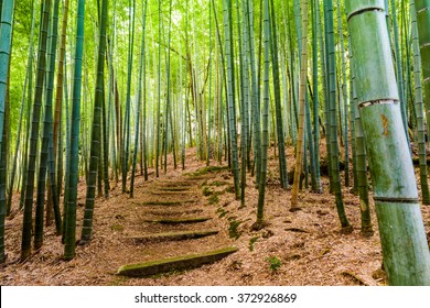 Kyoto, Japan Bamboo Forest.