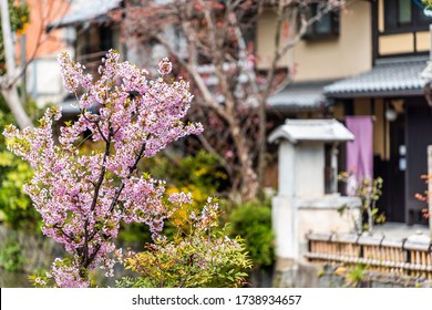 Kyoto Kiyamachi-dori Neighborhood Street In Spring With Takase River Canal Water In Japan With Sakura Cherry Blossom Petals Flowers