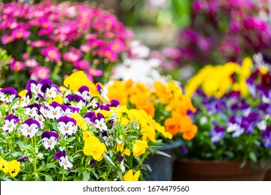 Kyoto Residential Neighborhood With Spring Pansy Flowers Landscaping Along Water In April With Colorful Vibrant Blooms By Takase River