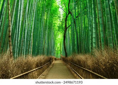 Kyoto Sagano Bamboo Forest Path - Powered by Shutterstock