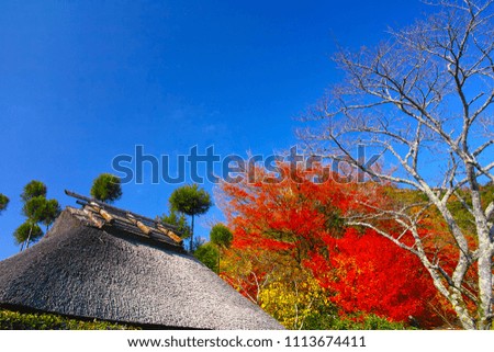 Kyoto Sagano. Thatched roof and autumn leaves