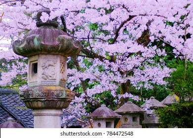 "KYOTO/JAPAN-04/10 2016: Nene no Michi (The Path of Nene) is main tourist corridors in eastern Kyoto. Spring scenery of unique building codes With cherry blossoms is Japanese Elegance style.