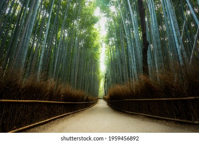 Kyoto's Arashiyama Bamboo Forest Trail