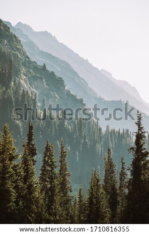 Kyrgyzstan. The nature of Kyrgyzstan. Summer. Mountain landscape. Among the tall, dense green spruces, mountains are visible at dawn. Screensaver photo