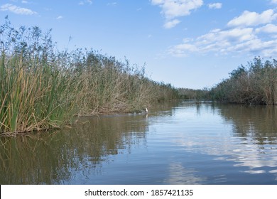 La Albufera Lagoon In Natural Park Landscape Near Valencia,Spain .