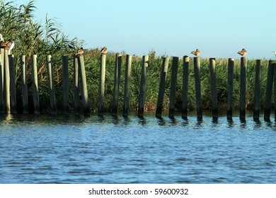 La Albufera Natural Park Valencia Province Spain Europe