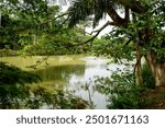 la babilla wetland, babilla park in cali colombia located in southern cali
Natural habitat.cop 16