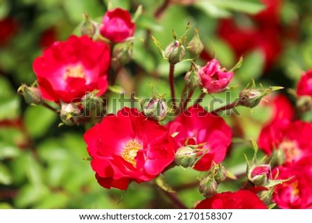 'La Bella Rouge' rose flower head at the Guldemondplantsoen Rosarium Boskoop netherlands