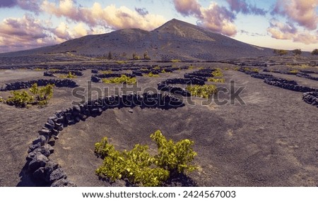 La Geria vineyard on black volcanic soil. Scenic landscape with volcanic vineyards. Lanzarote. Canary Islands. Spain.