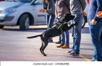 La Herradura/Spain, March 19, 2018.
Large Group Of People Watching Police Dogs Showing Their Skills At A Public Show In La Herradura In Andalusia, Spain. The Dog Is Sniffing For Drugs On A Volunteer.