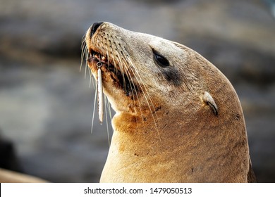 La Jolla, CA USA August 11, 2019   Injured Sea Lion at La Jolla Shores with a fishing hook embedded in mouth