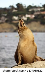 La Jolla, CA USA August 11, 2019   Injured Sea Lion at La Jolla Shores with a fishing hook embedded in mouth