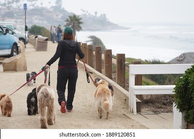 La Jolla, CA USA - Jan 5 2021: Woman Walks Lots Of Dogs By The Beach On The Pathway Up On The Cliffs In The Morning At Windansea Beach In San Diego                               