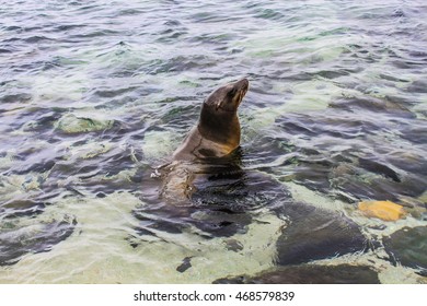 La Jolla Cove Sea Lion.