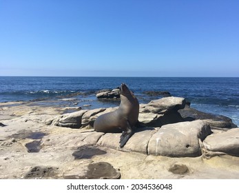 La Jolla Seal On A Beach