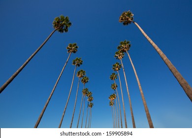LA Los Angeles palm trees in a row typical California Washingtonia filifera