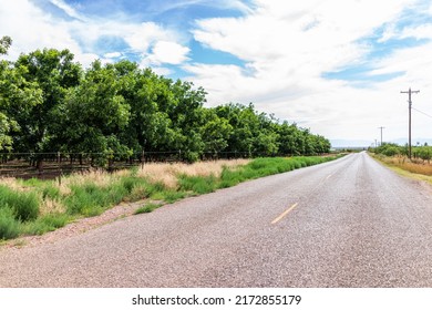 La Luz, New Mexico Town Near Alamogordo With Empty Road And Pistachio Trees In Farm Rows Lining Street With Nobody During Sunny Summer Day