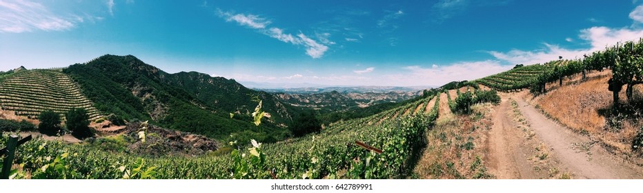 LA Malibu Vineyard Panorama