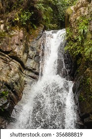 1,500 Puerto rico rainforest Images, Stock Photos & Vectors | Shutterstock