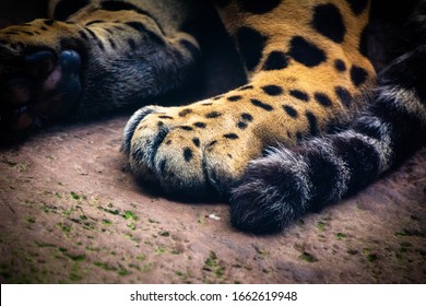 La Paz Waterfall and Gardens, Costa Rica. Jungle cats. Beautiful Jaguar lying on the ground. The Jaguar is the third largest cat on the planet behind the Tiger and Lion. Close up on the paw.
