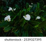 la plaine des palmistes, Reunion island- 28-10-2024: wild white arums growing freely in the rainforest