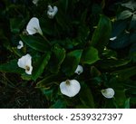 la plaine des palmistes, Reunion island- 28-10-2024: wild white arums growing freely in the rainforest