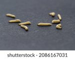 "La Plodia interpunctella, commonly known as Indian mealmoth larvae or pantry moth larvae, infesting on a black background, highlighting their presence and potential pest issues