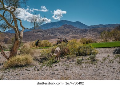 La Quinta, CA / USA  - 03 15 2020: PGA West Golf Course, Game In Session With Big Horn Sheep In The Foreground.
