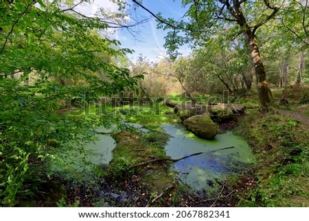 Similar – Green forest in the summer reflecting colors in a rive