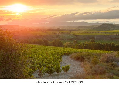 La Rioja. Spain. Vineyard In Sunset.