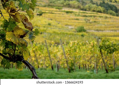 La Rioja Vineyard In Autum, Spain, International Wine Producer