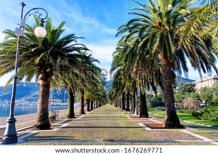 
La Spezia waterfront, deserted palm alley, bright blue sky and green palm trees