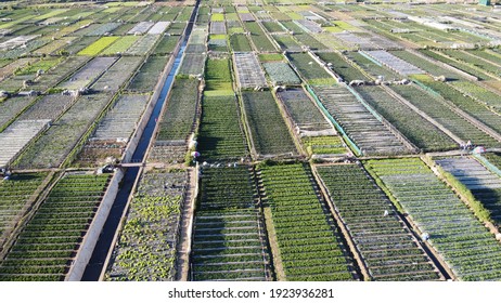 La Trinidad, Benguet- Strawberry Fields Aerial View