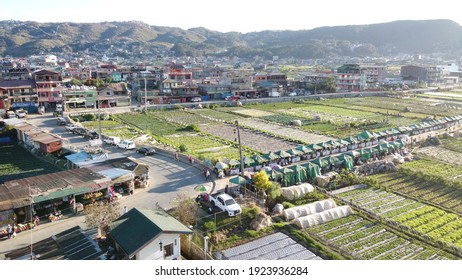 La Trinidad, Benguet- Strawberry Fields Aerial View